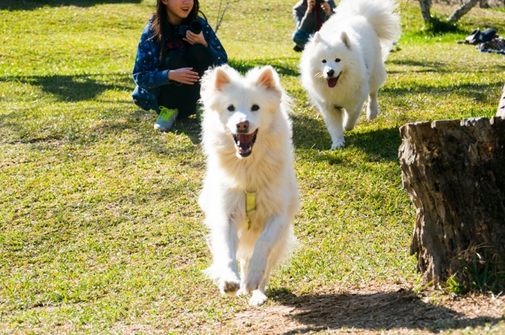 柳家梅園賞梅如夢似幻