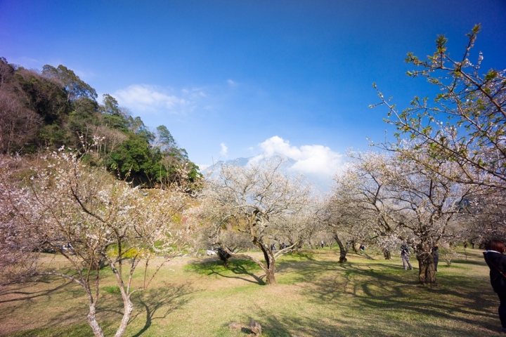 柳家梅園賞梅如夢似幻