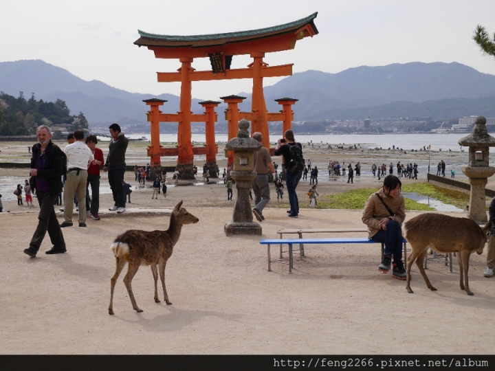 (日本廣島) 食廣島名產,遊世界遺產