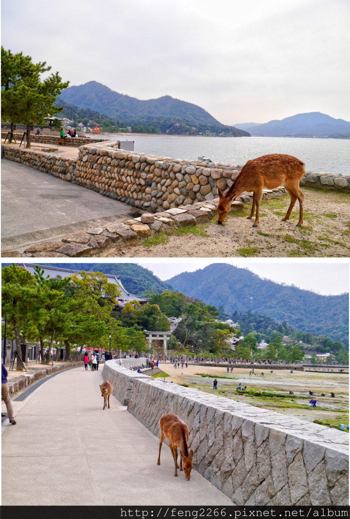 (日本廣島) 食廣島名產,遊世界遺產
