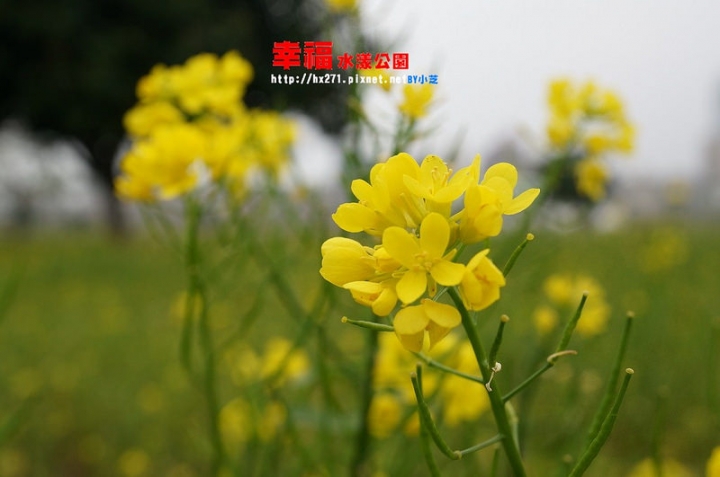 【台北景點】2015.1.17花況三重幸福水漾公園(大台北都會公園) 攝影師別來！快門停不下來～油菜花、波斯菊賞花願望一次滿足～
