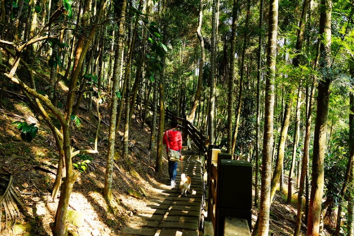 【南投車埕】藏身山谷裡的異國風情鐵道小鎮