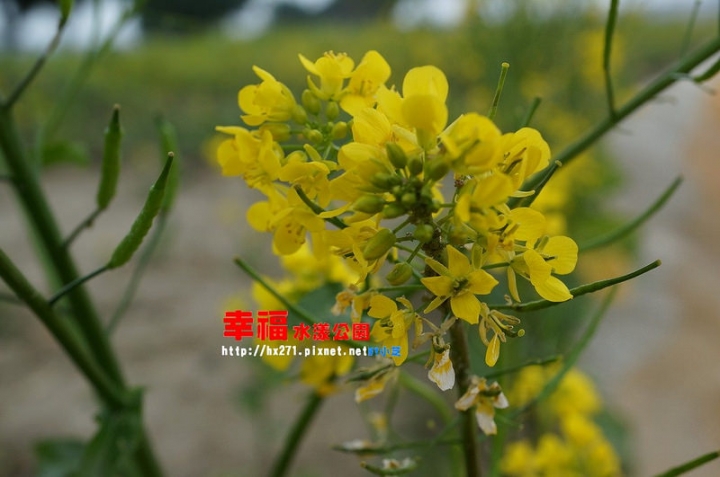 【台北景點】2015.1.17花況三重幸福水漾公園(大台北都會公園) 攝影師別來！快門停不下來～油菜花、波斯菊賞花願望一次滿足～