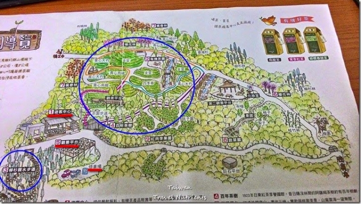 【新北．三峽】遠離台北城市喧囂的首選景點 - 熊空茶園 (毛小孩可入園)