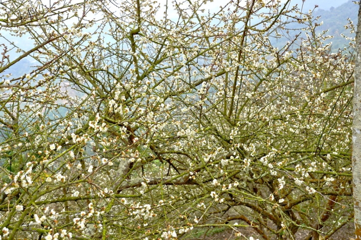 [楠西區] 甲午年末 梅嶺弄梅