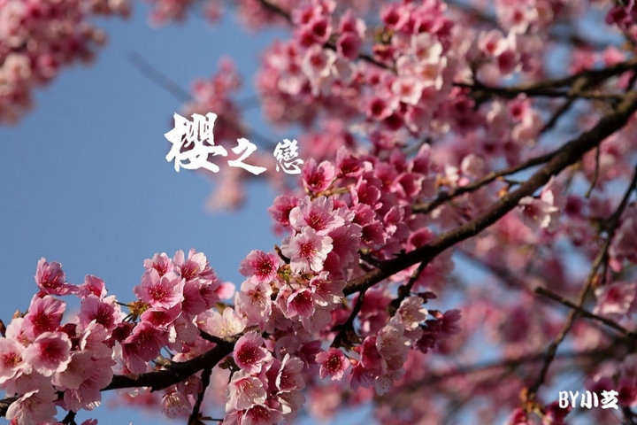 【台北景點】炸開櫻花雪紛飛～浪漫指數破表～陽明山平菁街42巷粉紅佳人