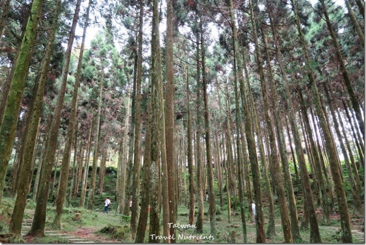 【新北．三峽】遠離台北城市喧囂的首選景點 - 熊空茶園 (毛小孩可入園)