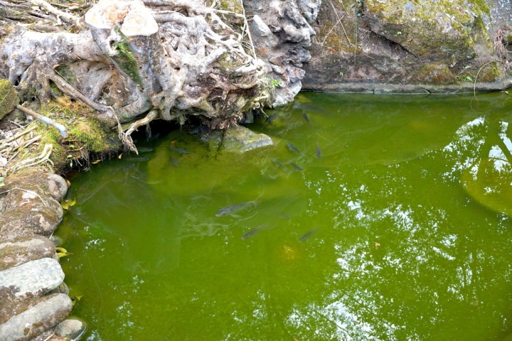 [楠西區] 福來梅仔雞 梅嶺店