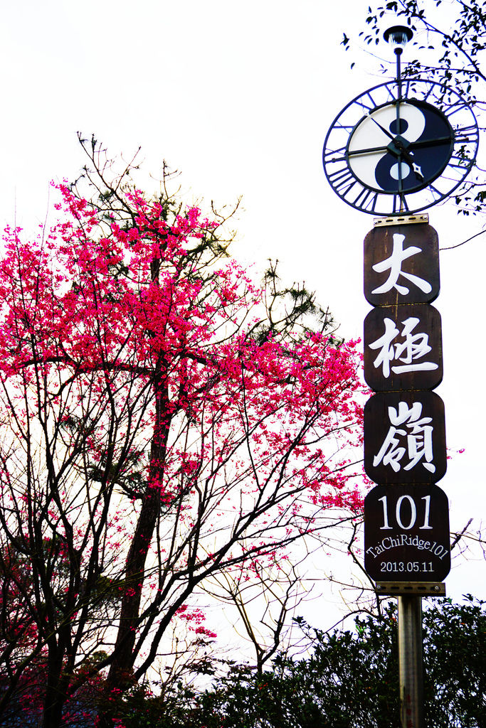 2015.1.25 櫻花季~新北市土城區太極嶺 山櫻花