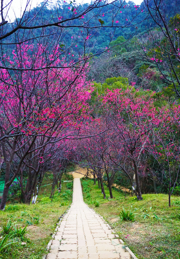 2015.1.25 櫻花季~新北市土城區太極嶺 山櫻花