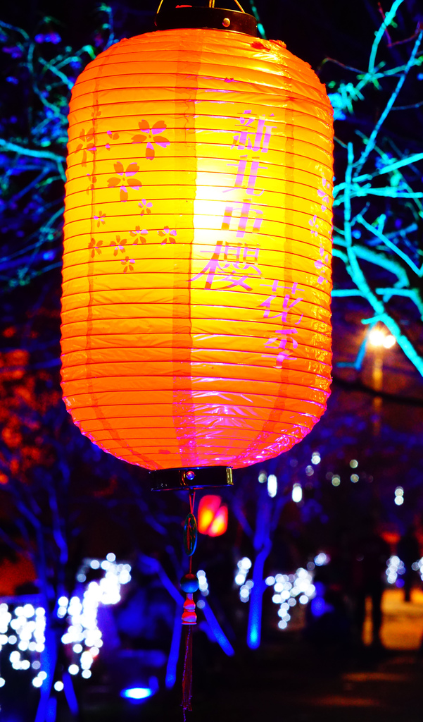 2015.2.7 櫻花季~新北市烏來區 勇士廣場 山櫻花/夜櫻