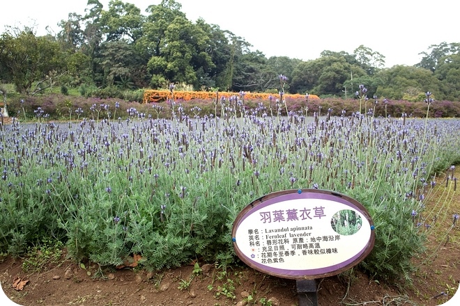 【桃園大溪親子遊】到大溪花海農場拔蘿蔔，騎小馬，做凸糖，DIY 愛心抱枕