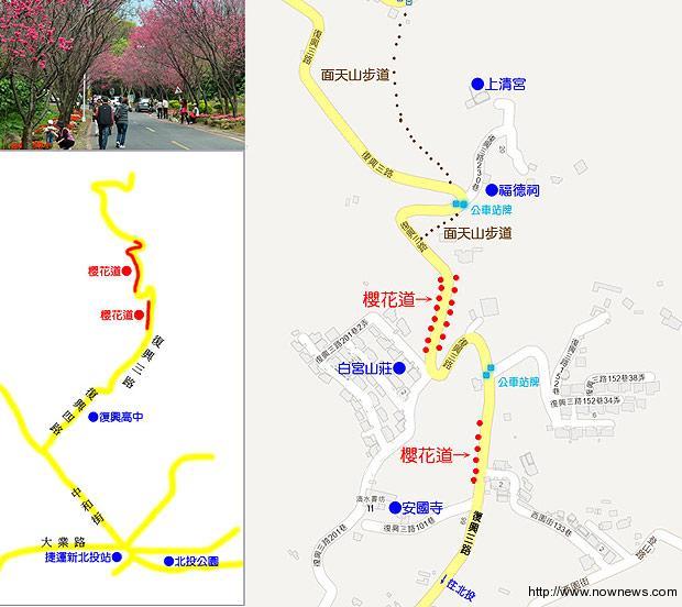 北投復興三路櫻花林道現在花都開了嗎?
