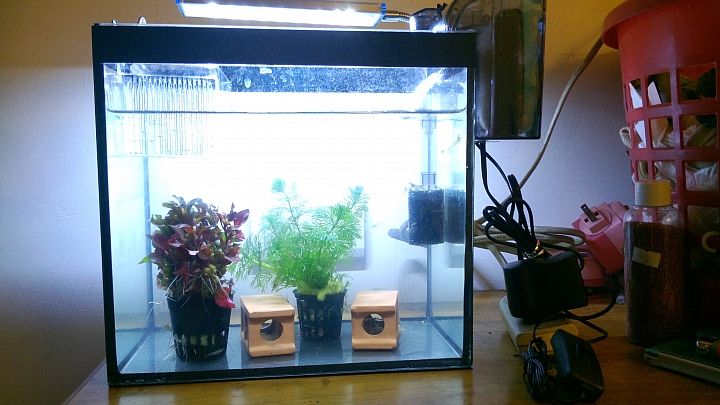 養魚新手 請大家指點