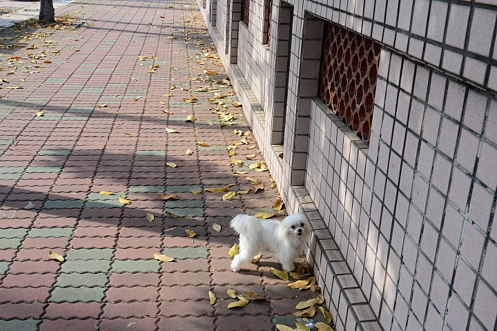 好久沒養狗，又開始開心地溜狗，美好心情真的太棒了。