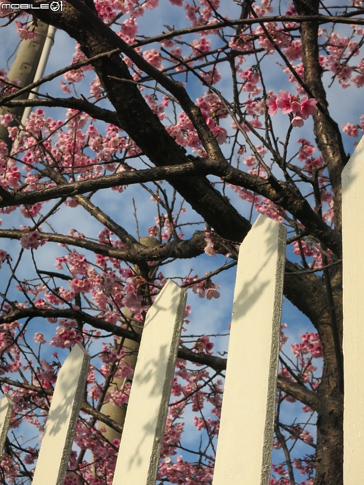 陽明山平菁街賞櫻嚕~