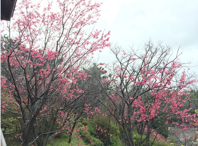 2015 陽明山櫻花季