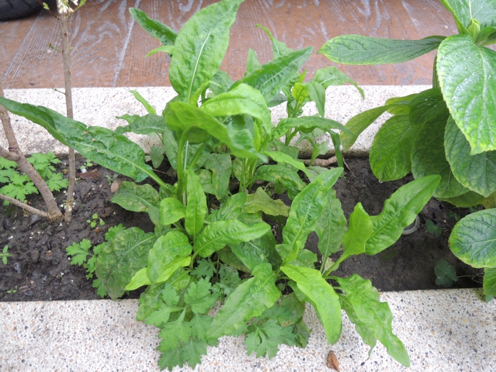 種波斯菊長出野菜?