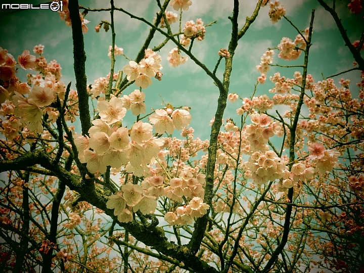 陽明山平菁街賞櫻嚕~