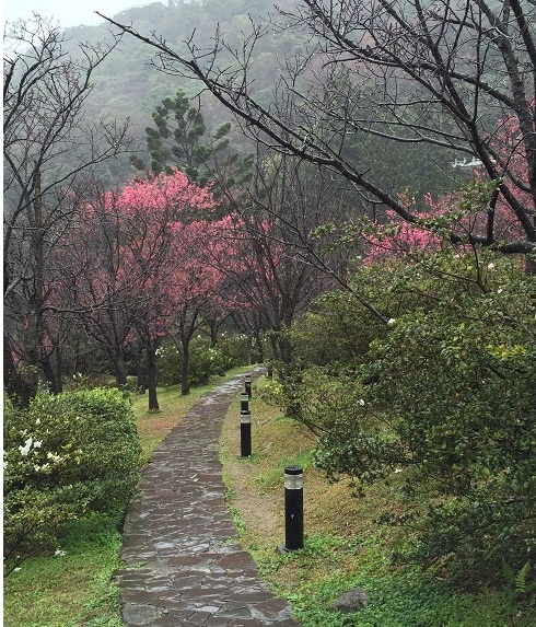 2015 陽明山櫻花季
