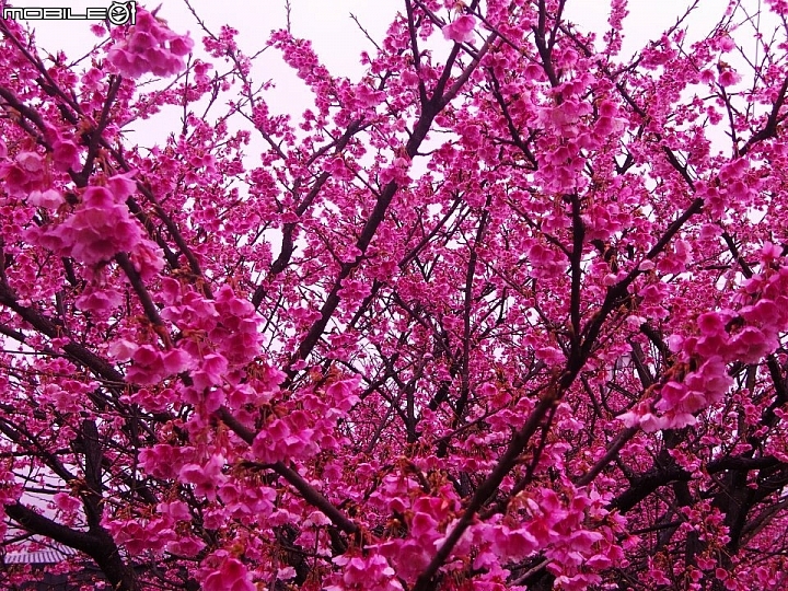 陽明山平菁街賞櫻嚕~