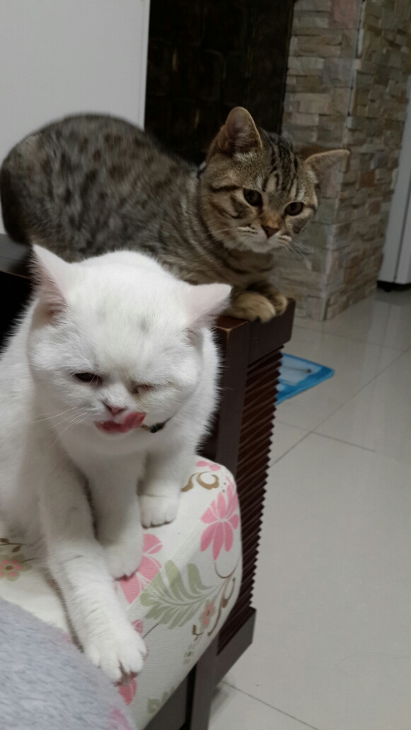 包包與啾咪