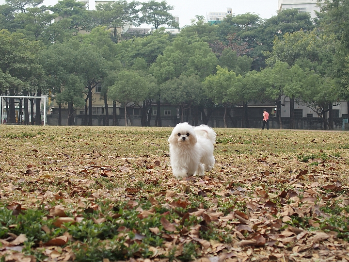 好久沒養狗，又開始開心地溜狗，美好心情真的太棒了。