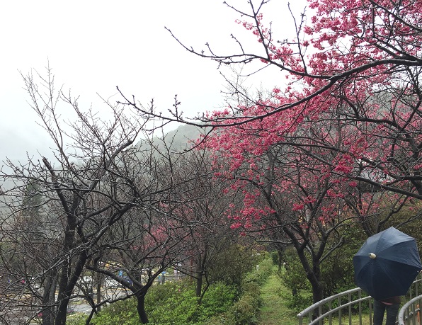 2015 陽明山櫻花季