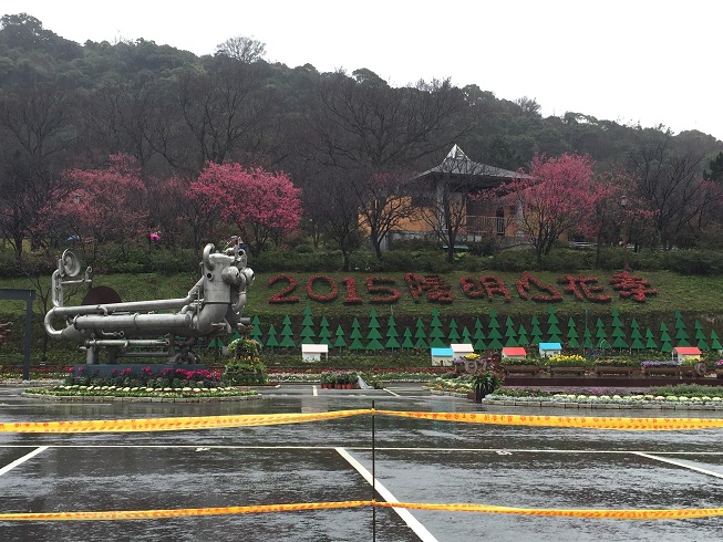 2015 陽明山櫻花季