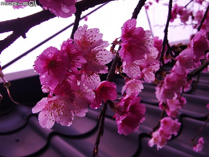 陽明山平菁街賞櫻嚕~