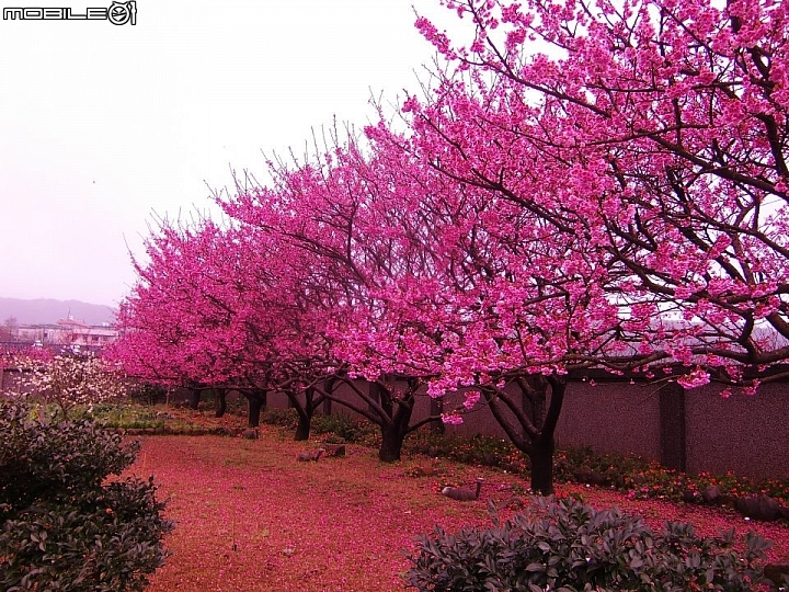 陽明山平菁街賞櫻嚕~
