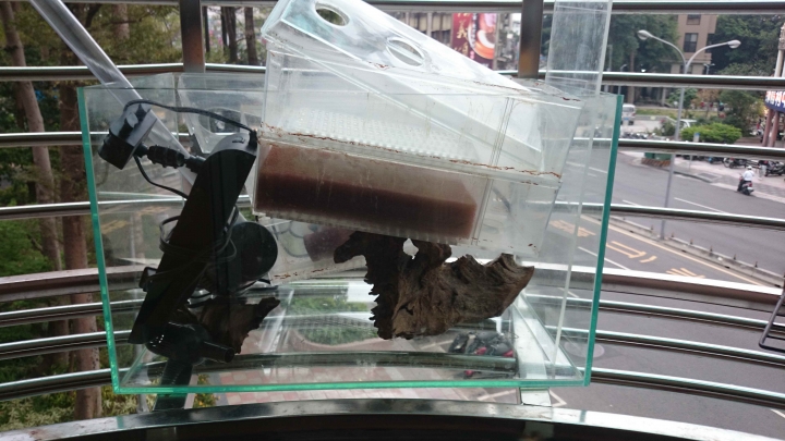 埃及神仙(換大魚缸囉)(另外, 送1.5尺小魚缸)