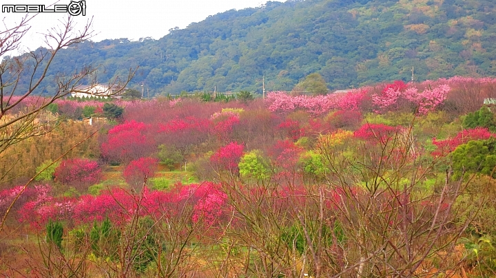 陽明山平菁街賞櫻嚕~