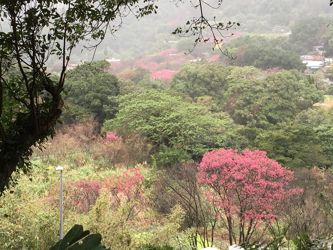 2015 陽明山櫻花季