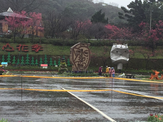 2015 陽明山櫻花季