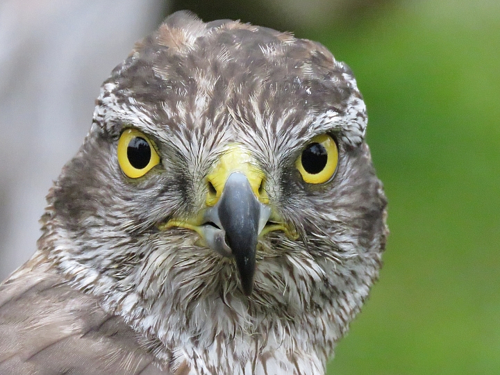 Canon 65倍類單長砲 SX60 與sony hx400比較心得，另外拍到一些不知名鳥類想請教