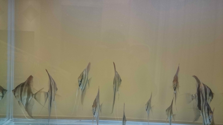 埃及神仙(換大魚缸囉)(另外, 送1.5尺小魚缸)