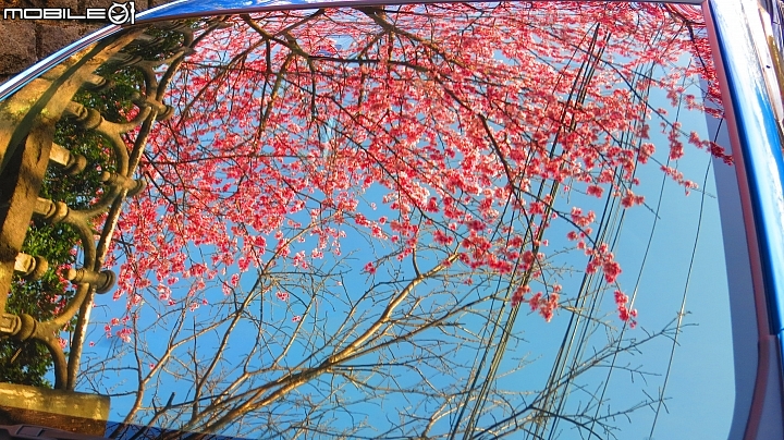 陽明山平菁街賞櫻嚕~