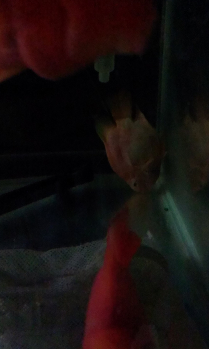 我家的血鸚鵡怎麼了......體色泛白&沉底不愛動