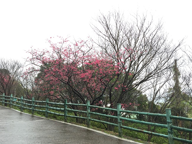 2015 陽明山櫻花季