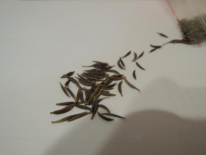 種波斯菊長出野菜?