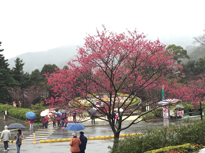 2015 陽明山櫻花季