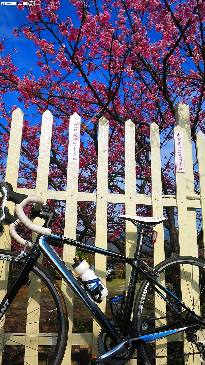 陽明山平菁街賞櫻嚕~