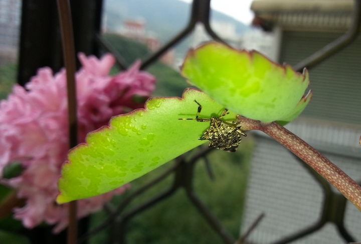 這是甚麼昆蟲!?