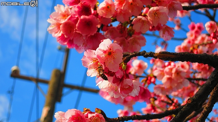 陽明山平菁街賞櫻嚕~