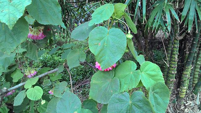 請問花草名？
