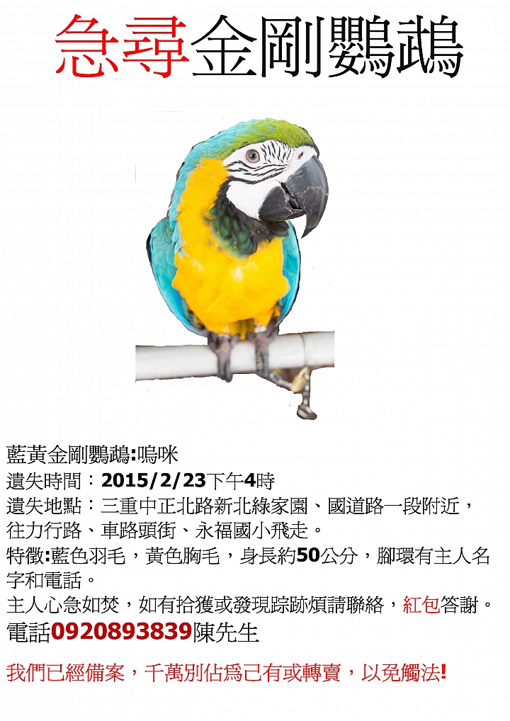 【鸚鵡協尋】幫幫忙協尋琉璃金剛