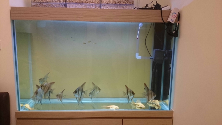 埃及神仙(換大魚缸囉)(另外, 送1.5尺小魚缸)