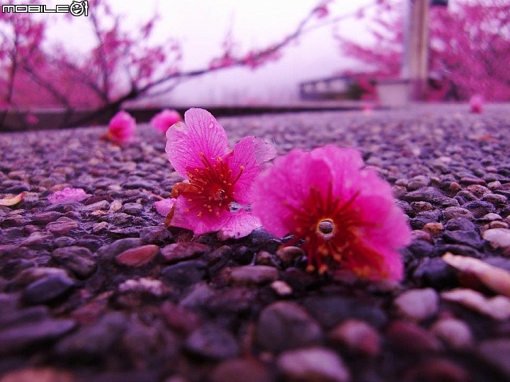 陽明山平菁街賞櫻嚕~