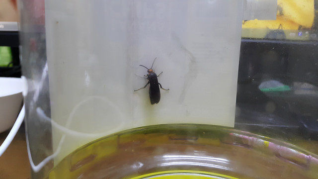 請教一下這隻黑蜂